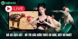 Đá Gà Cựa Sắt - Bỏ Túi Các Kiến Thức Cơ Bản, Đầy Đủ Nhất